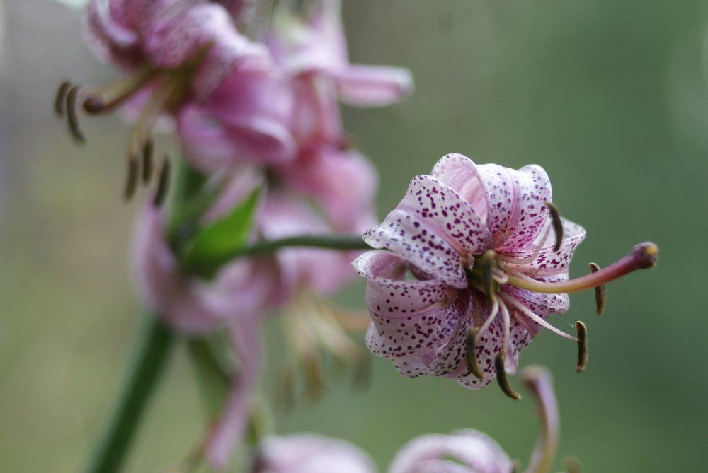 Байкальская флора.