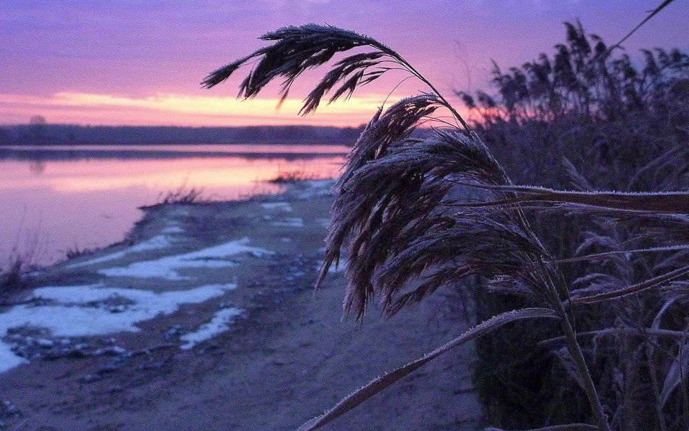 Ковыль на рассвете