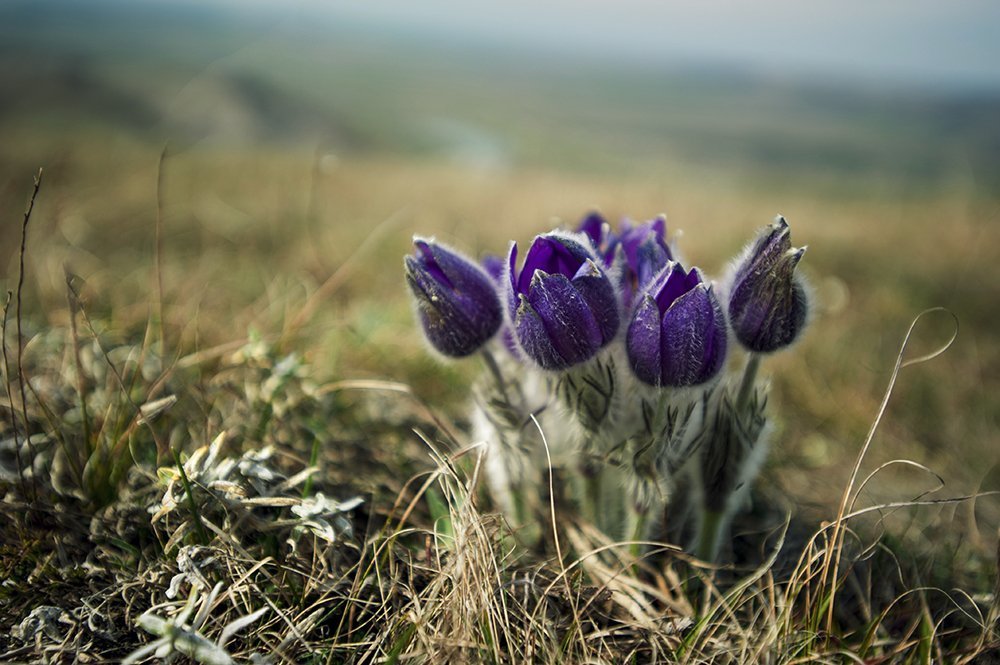 Жители горы Чатырдаг