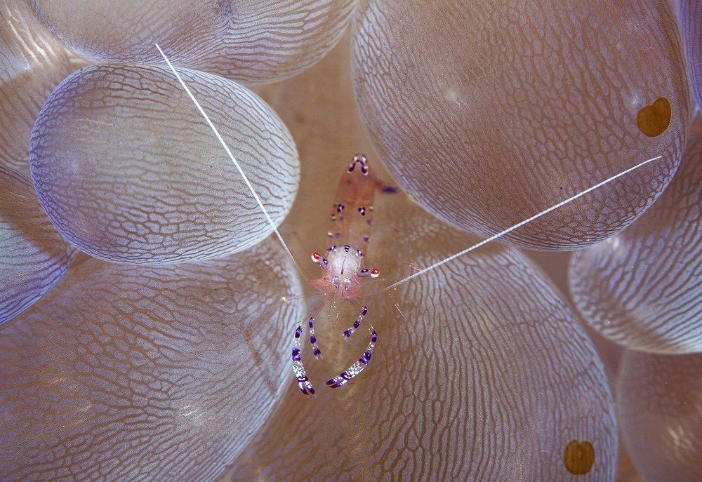 усатый- полосатый