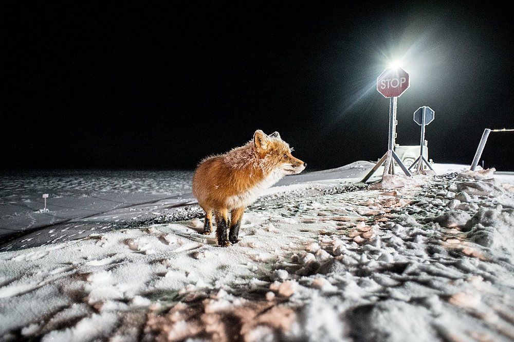 Соседский визит