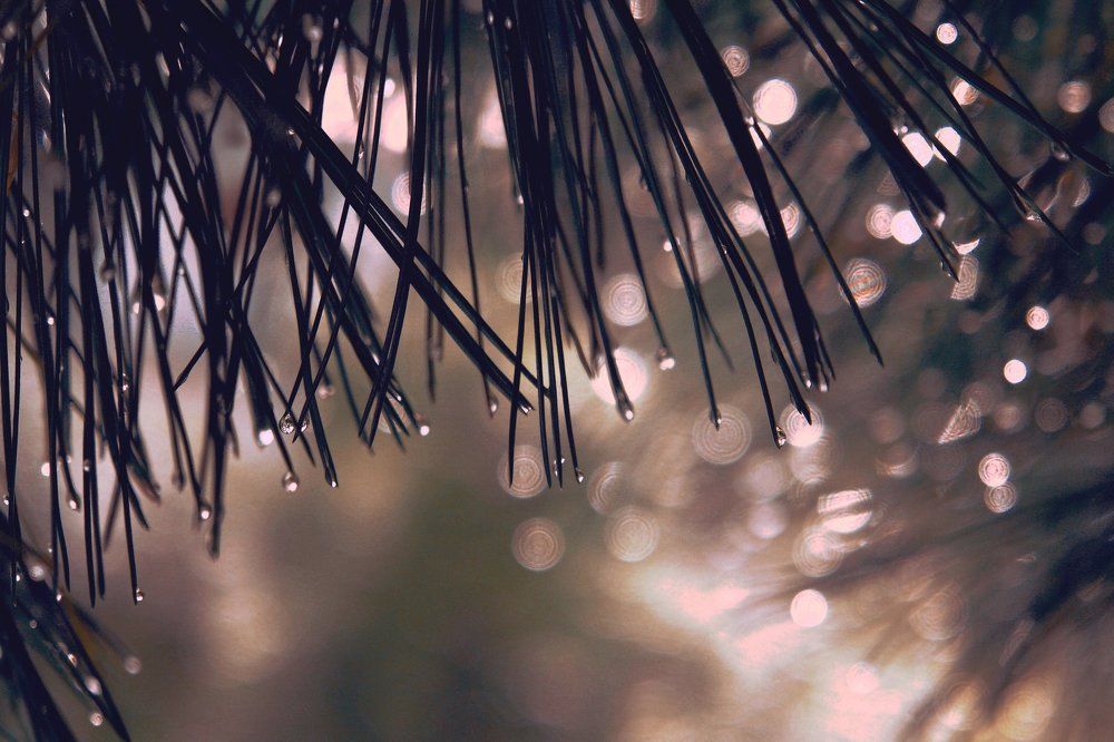 После дождя