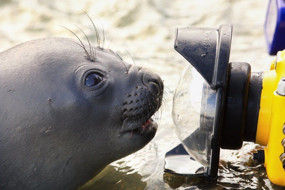 Любопытство