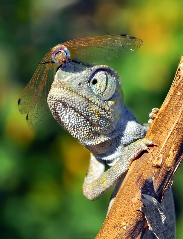 Mustafa öztürk, Turkey
