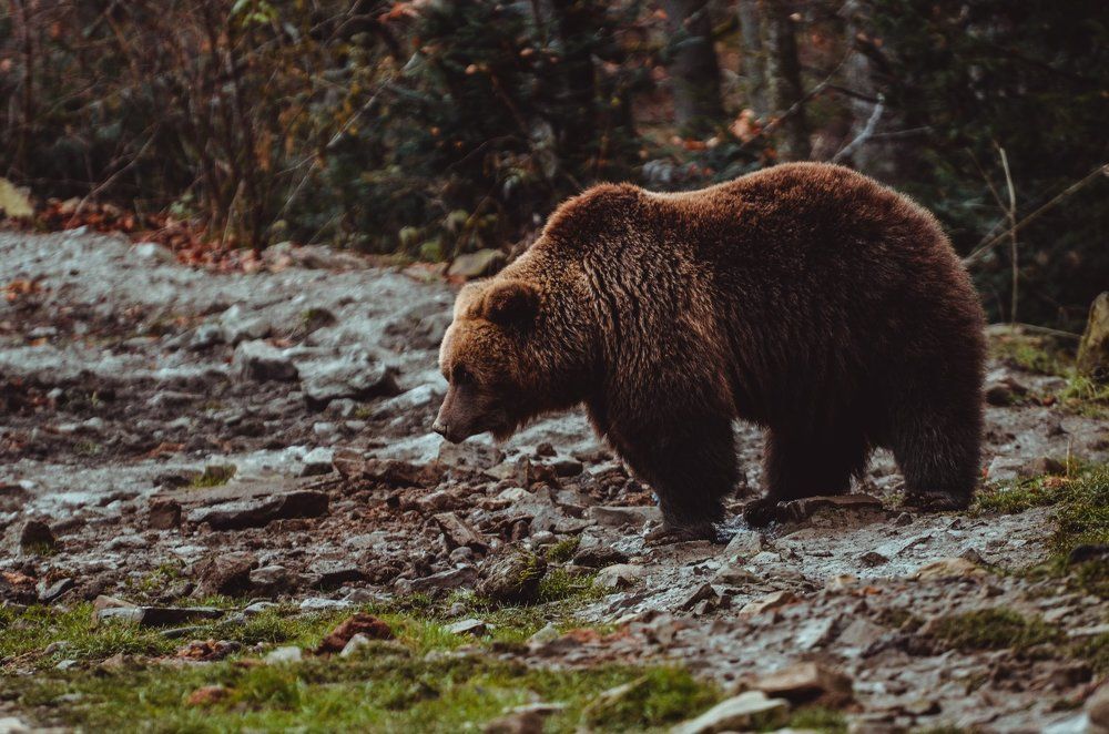 Carpathian bear