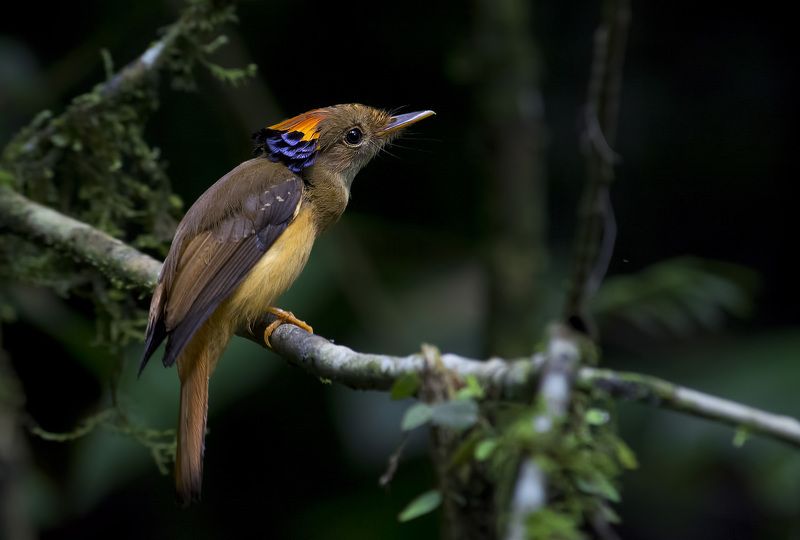 André Inidio, Brazil
