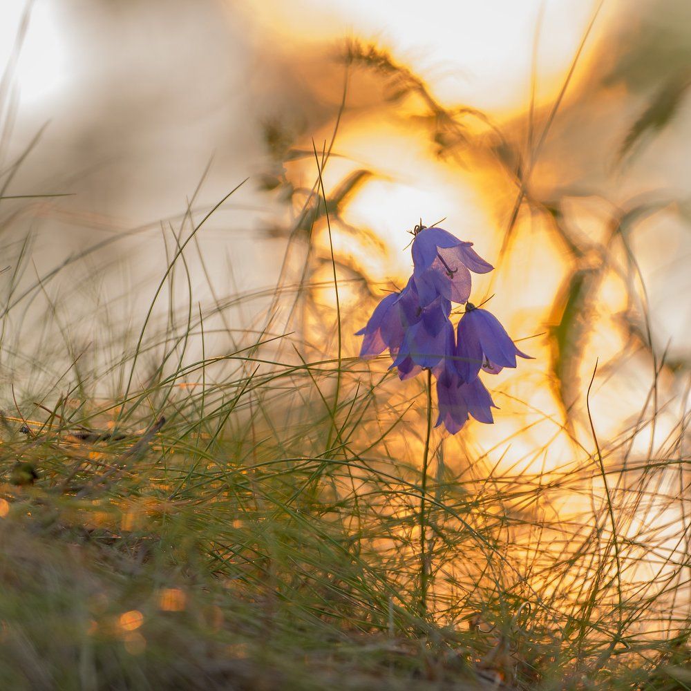 "В сердце пламени"