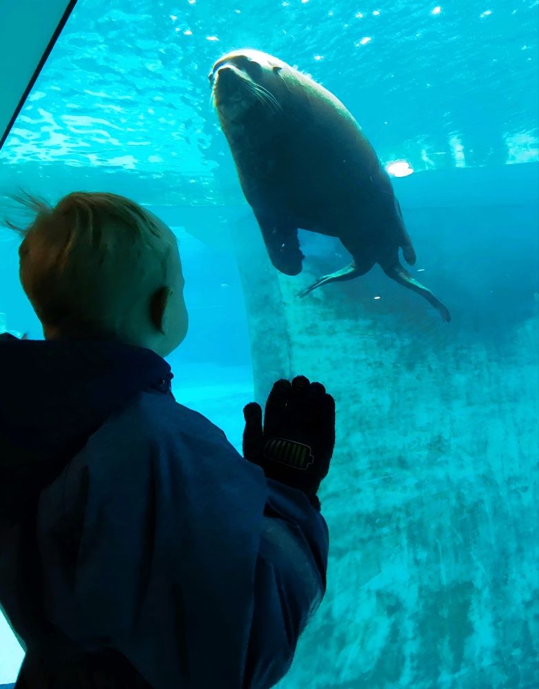 В гостях у морского льва