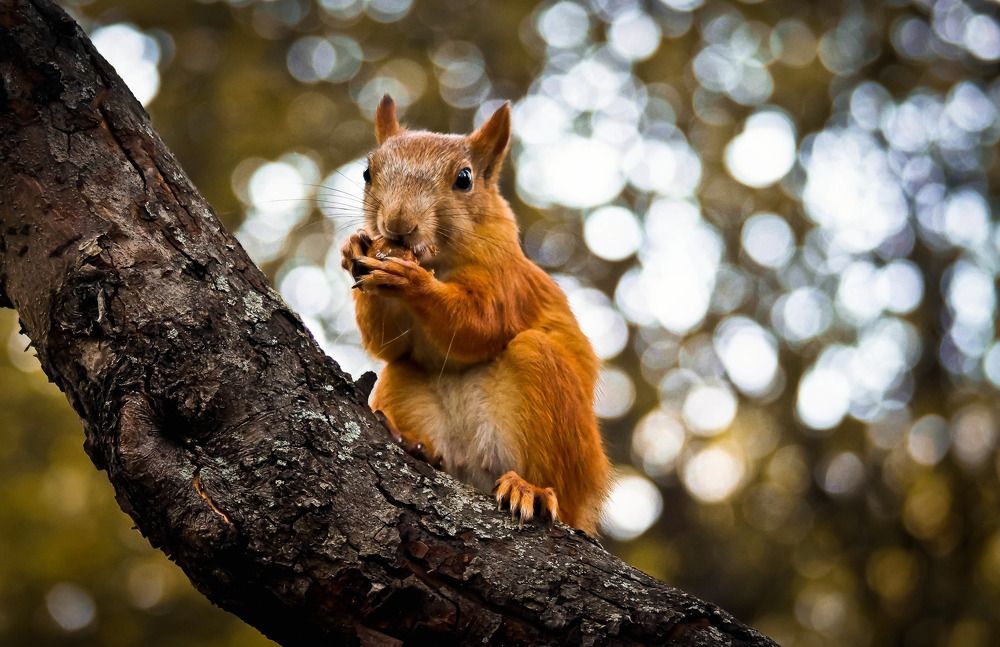 Photograph by Наталья Екимова