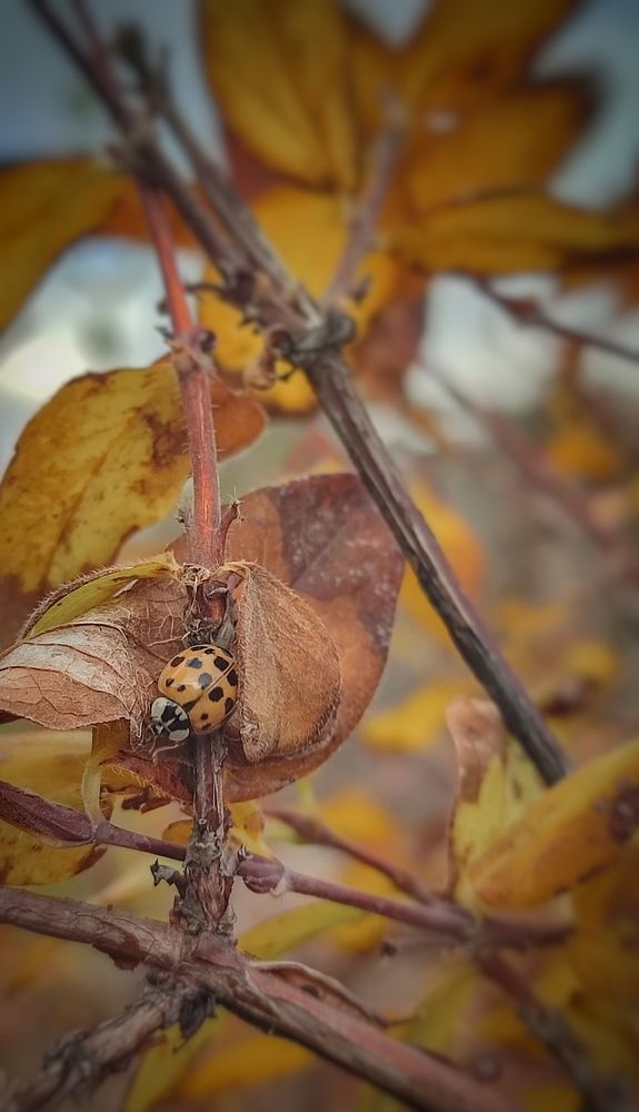 Фотография автора Анастасия Мамаева
