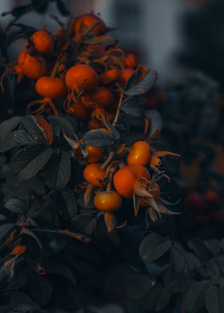 Фотография автора Алина Руденко