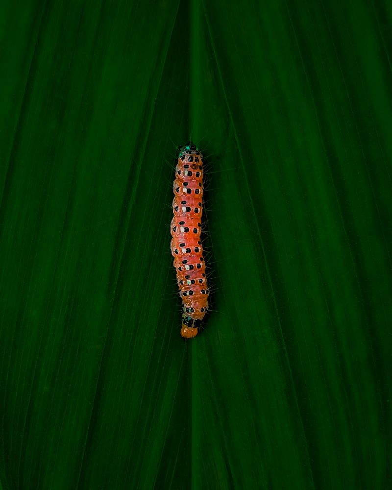 caterpillar