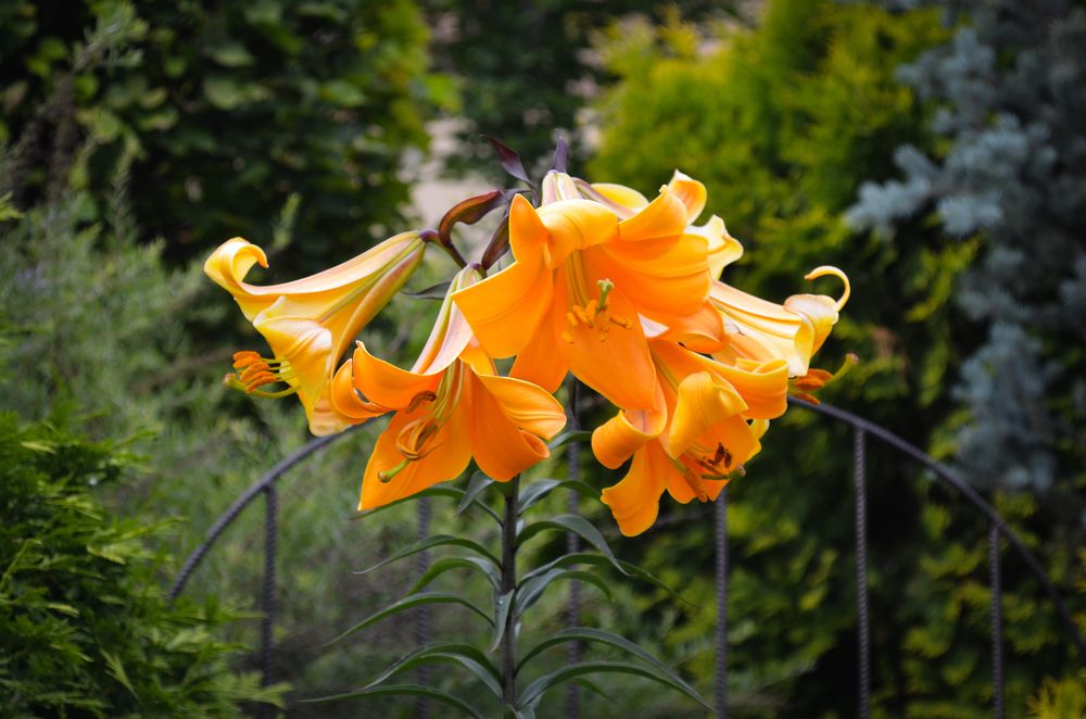 Photograph by Татьяна Герасимцева