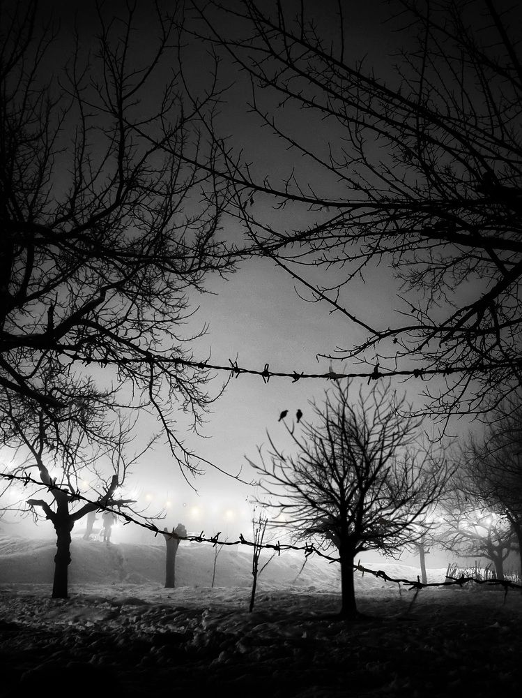 Фотография автора Zahra Seyedmorti