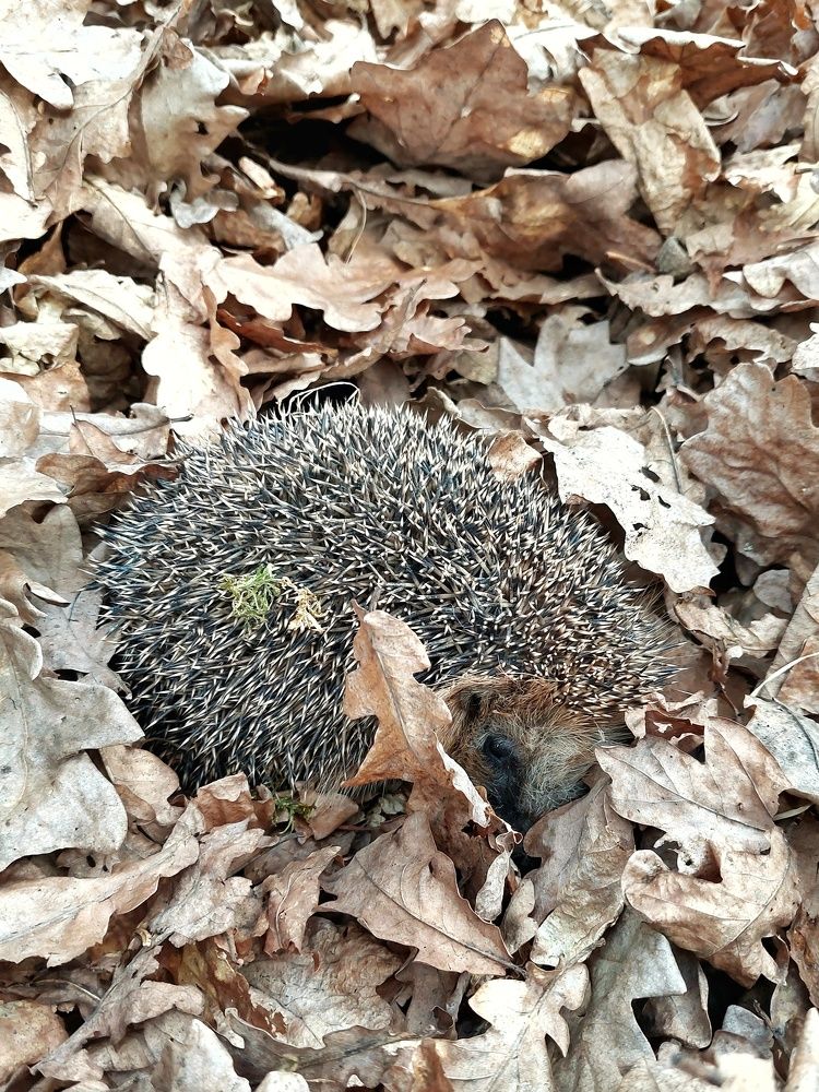 Photograph by Елена Тимченко