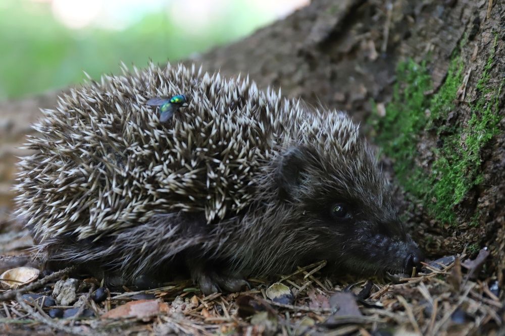 Photograph by Елена Тимченко