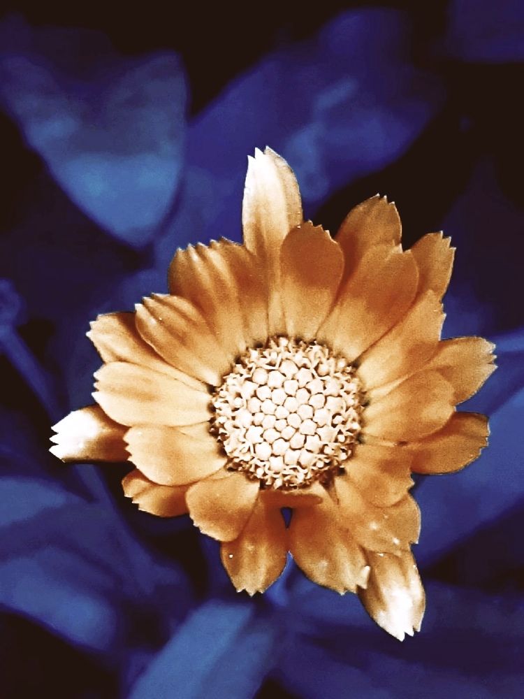 Photograph by Olga Александрова