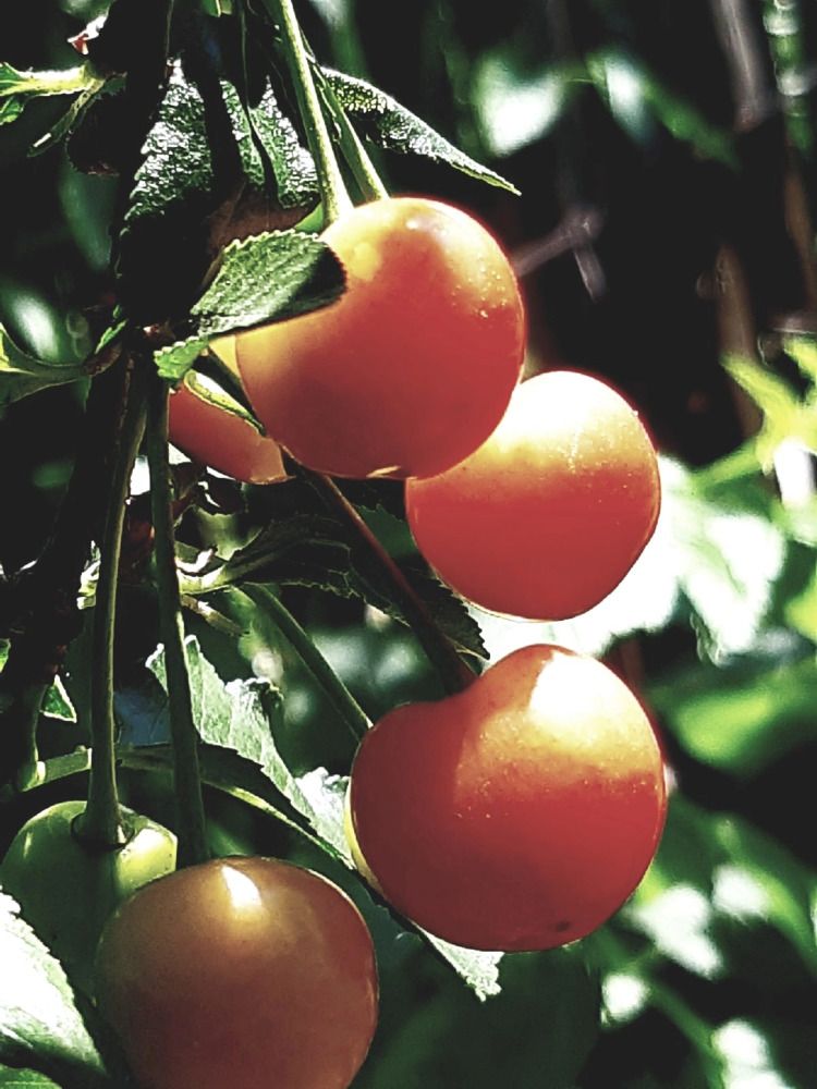 Photograph by Olga Александрова