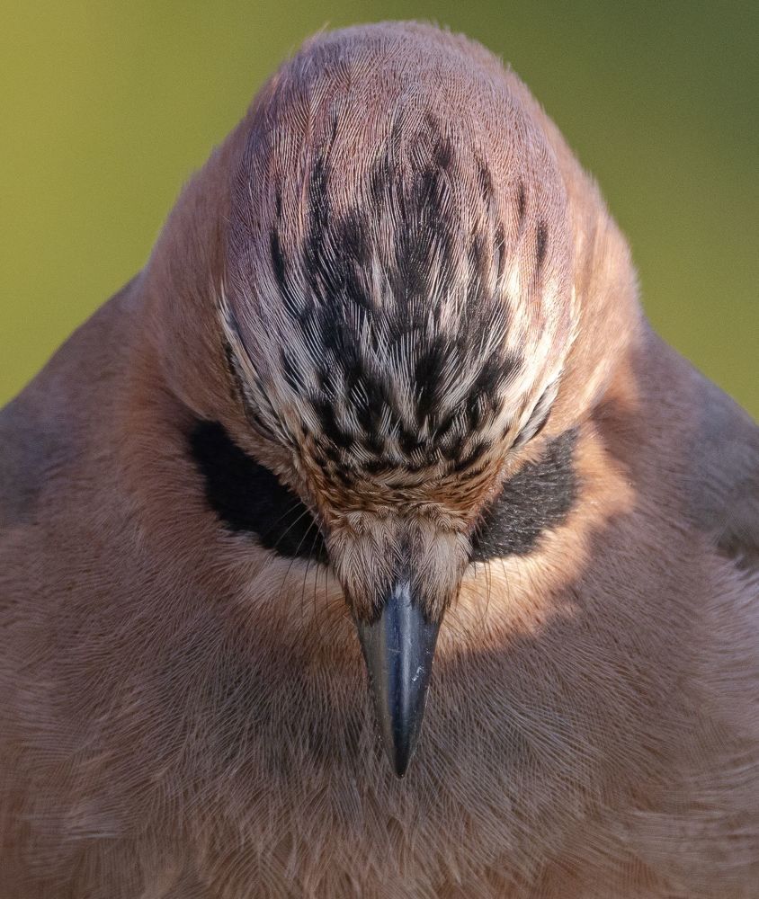 Строгость и сила характера.