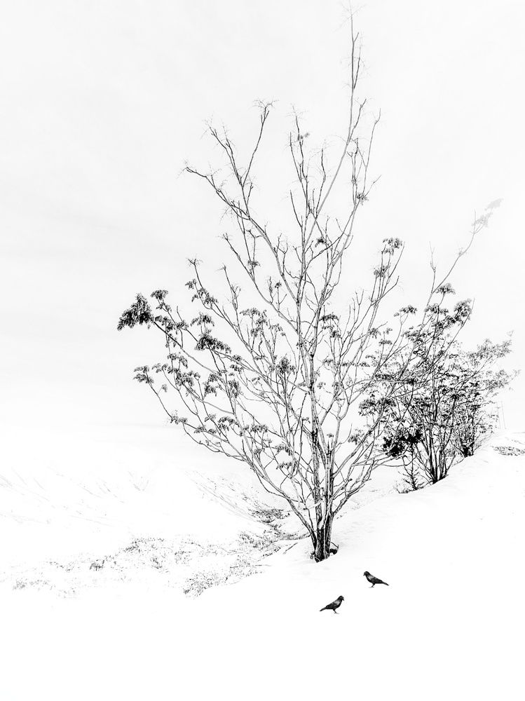 Фотография автора Zahra Seyedmorti