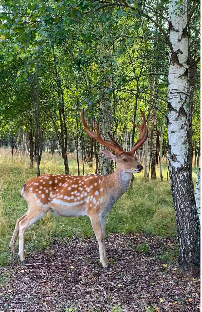 Photograph by Светлана Ионова