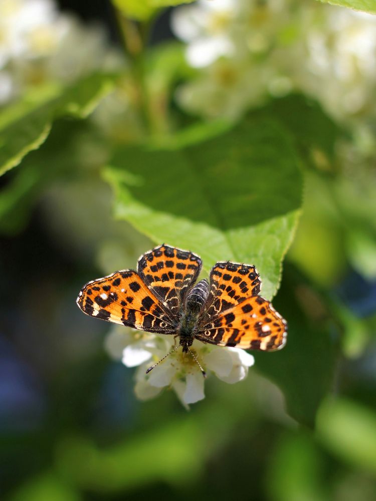 Фотография автора Андрей Шестаков
