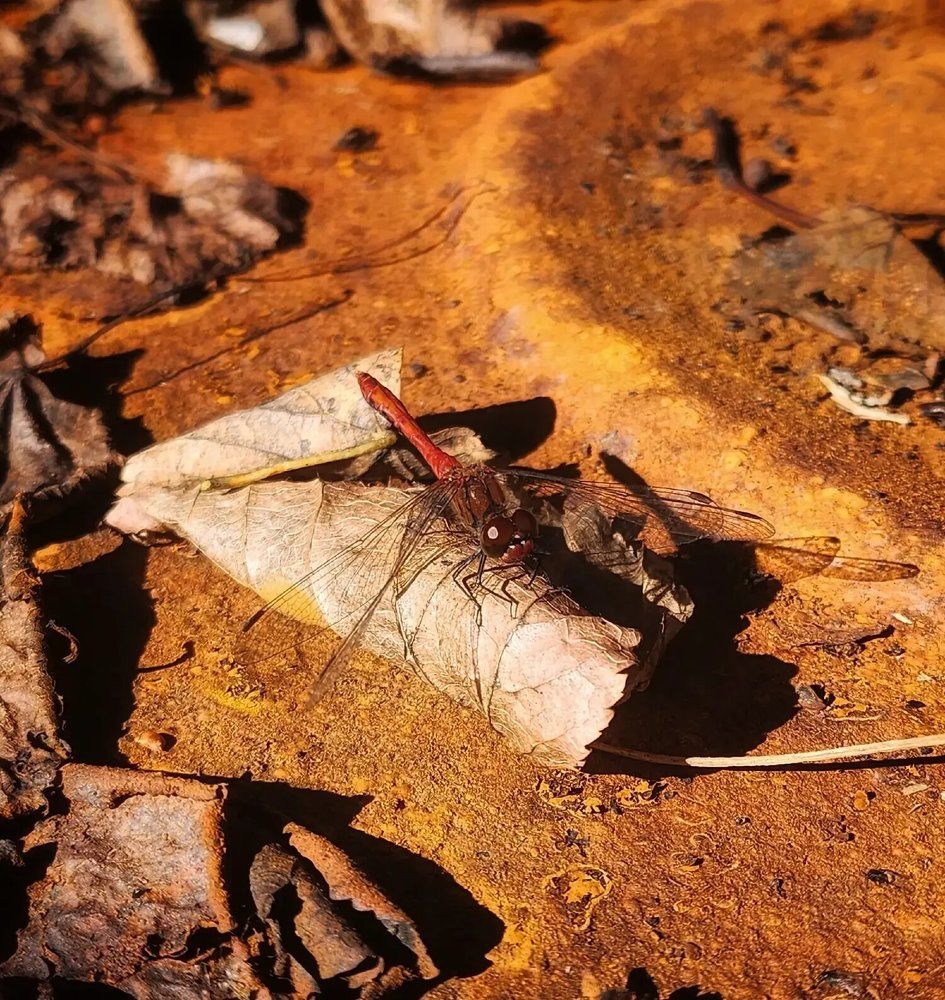 Фотография автора Татьяна Сякина