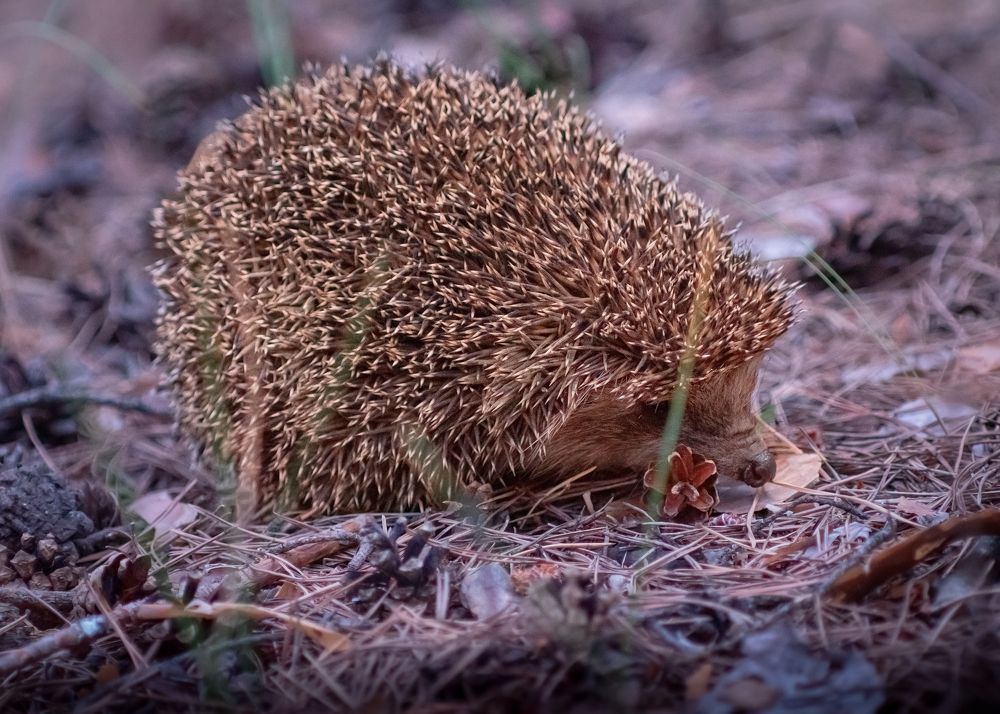 Ёжик в парке