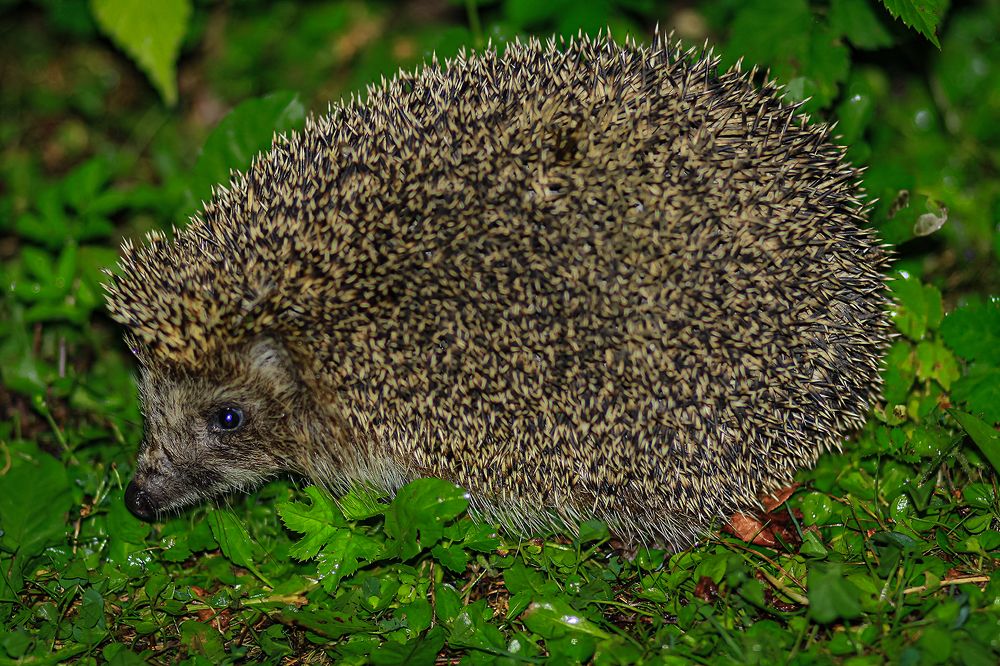 Photograph by Евгений Гонтов