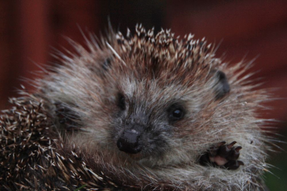 Фотография автора Анастасия Зверева