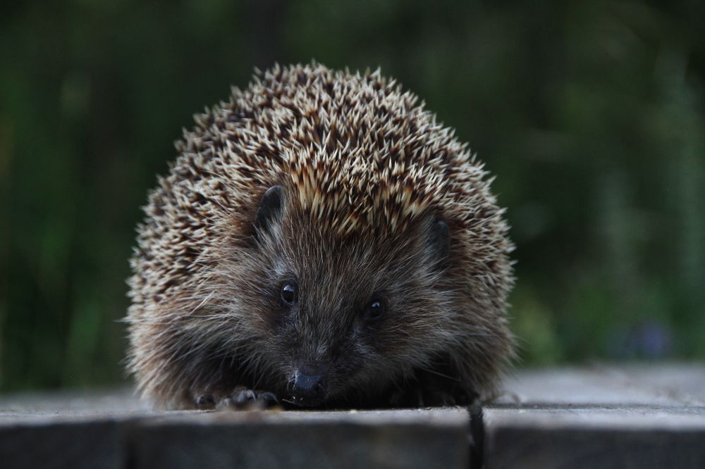 Photograph by Анастасия Зверева