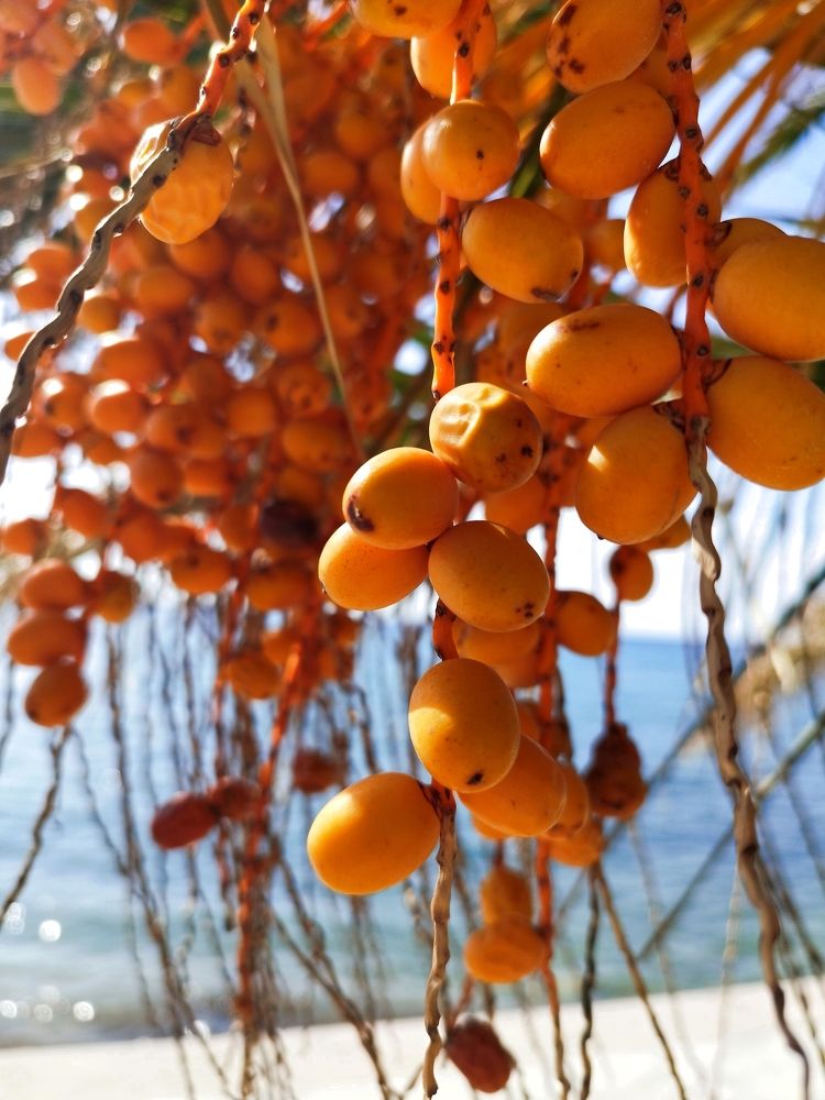 Фотография автора JELENA VASIC