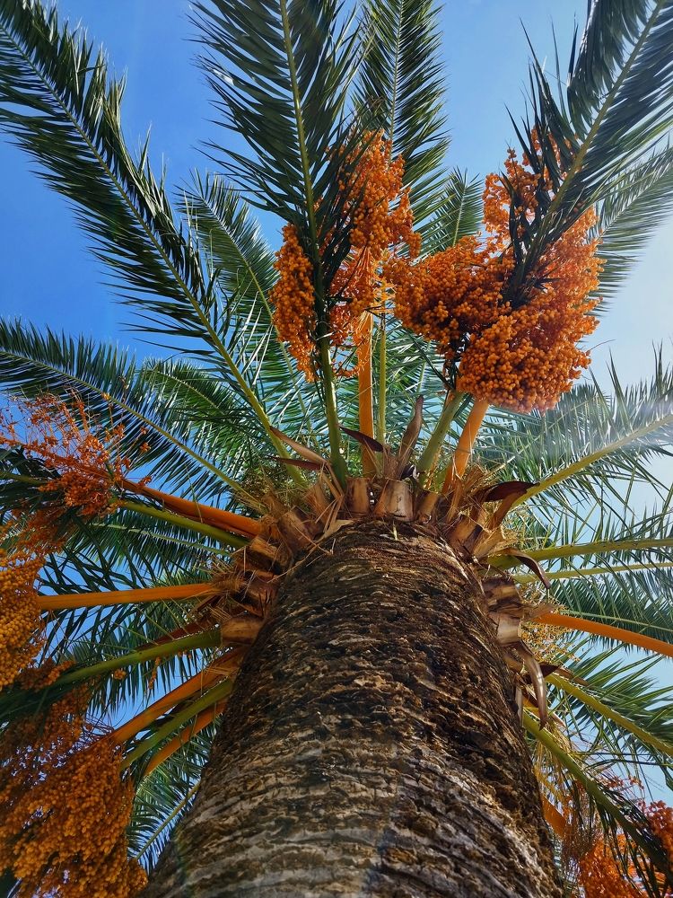 Фотография автора JELENA VASIC