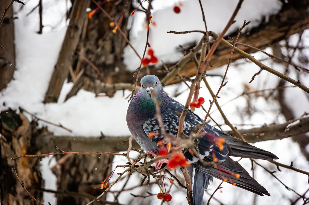 Photograph by Владимир Сушкин