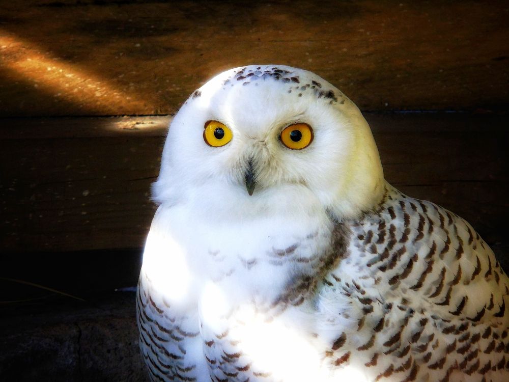 Полярная сова