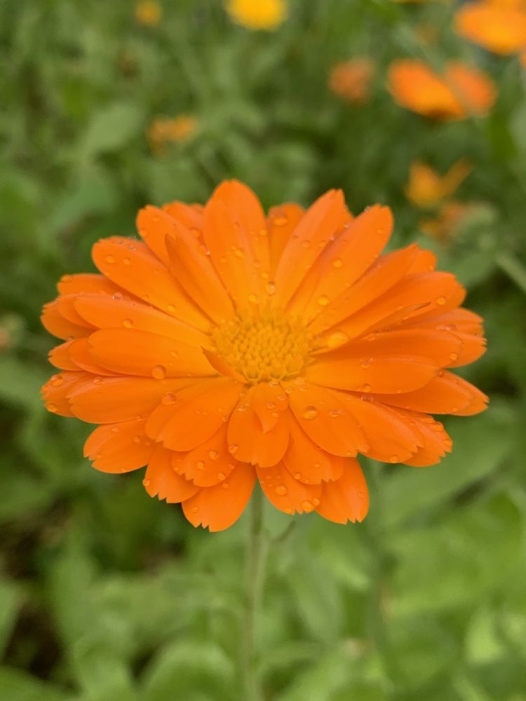 Photograph by Елена Смирнова