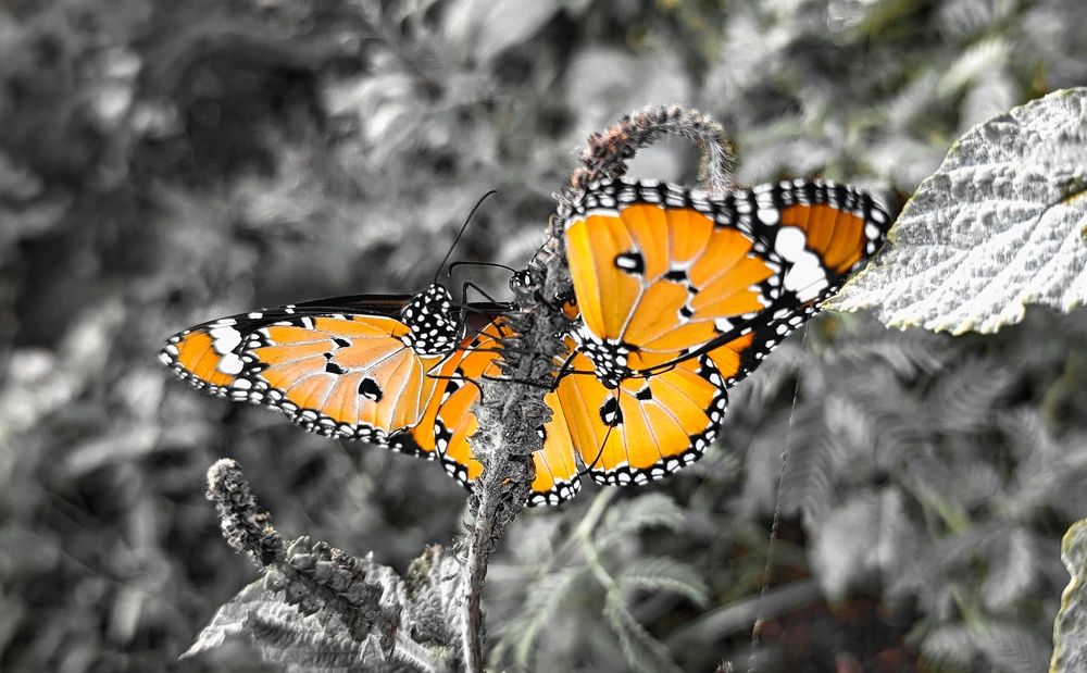 Photograph by SARAVANA MANICKAM