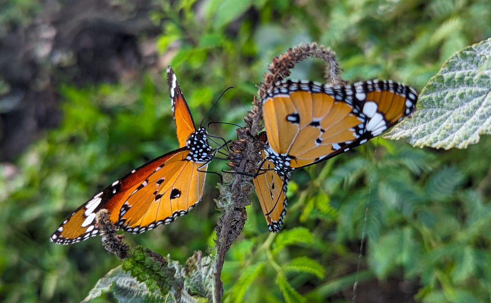 Photograph by SARAVANA MANICKAM