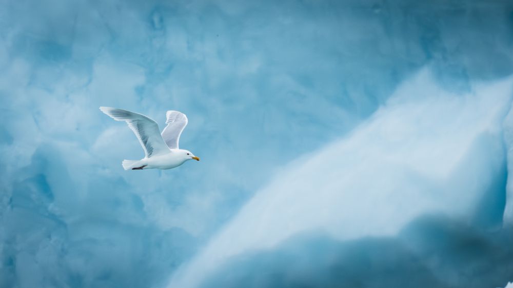Photograph by Shobhit chawla