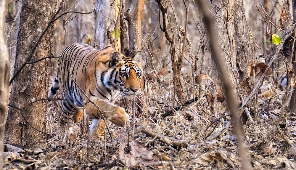 Photograph by SAMIR KUMAR SAMANTA