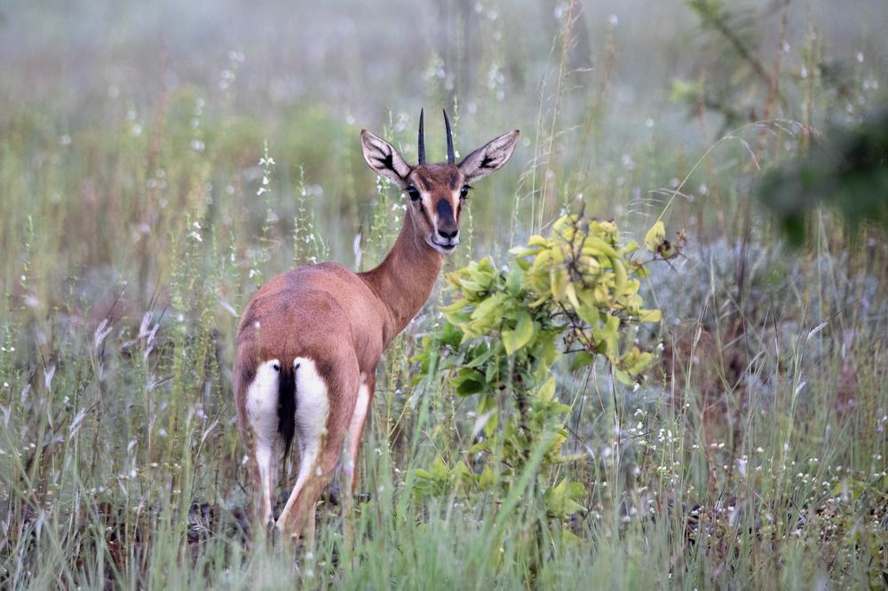 Chinkara with a stranger look