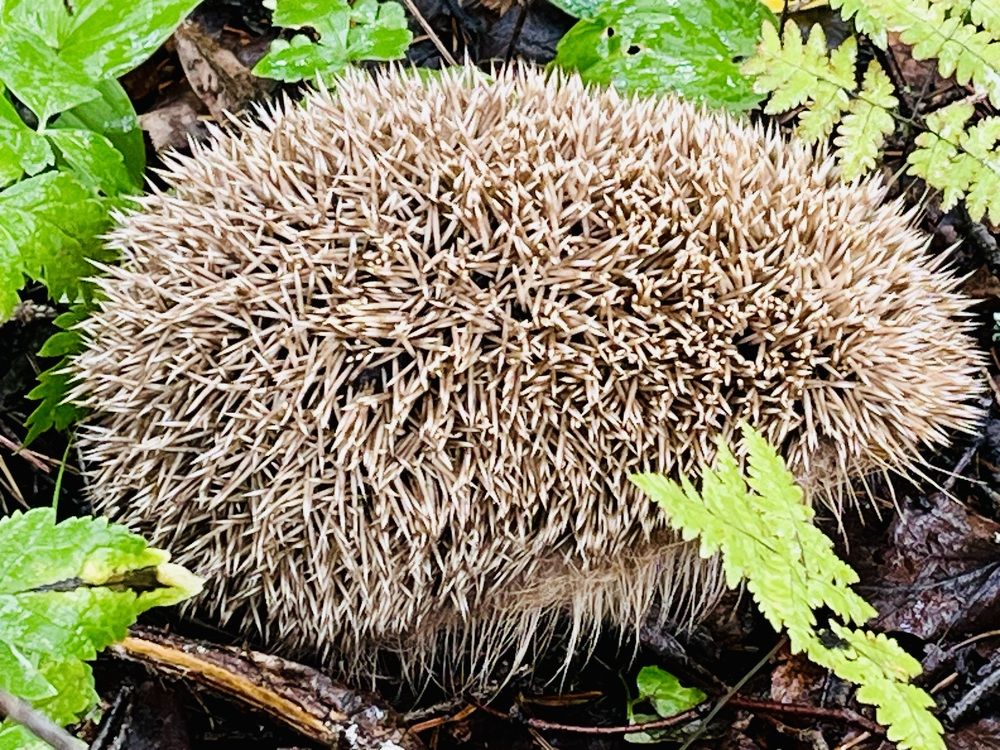 Photograph by Ирина Селиверстова