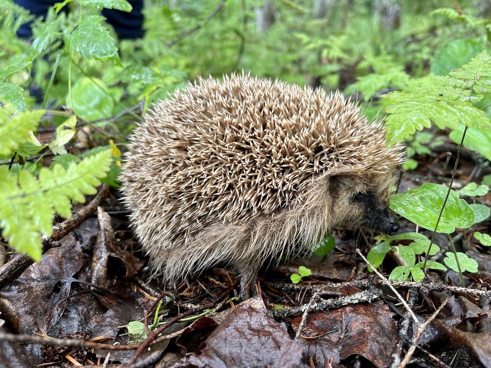 Photograph by Ирина Селиверстова