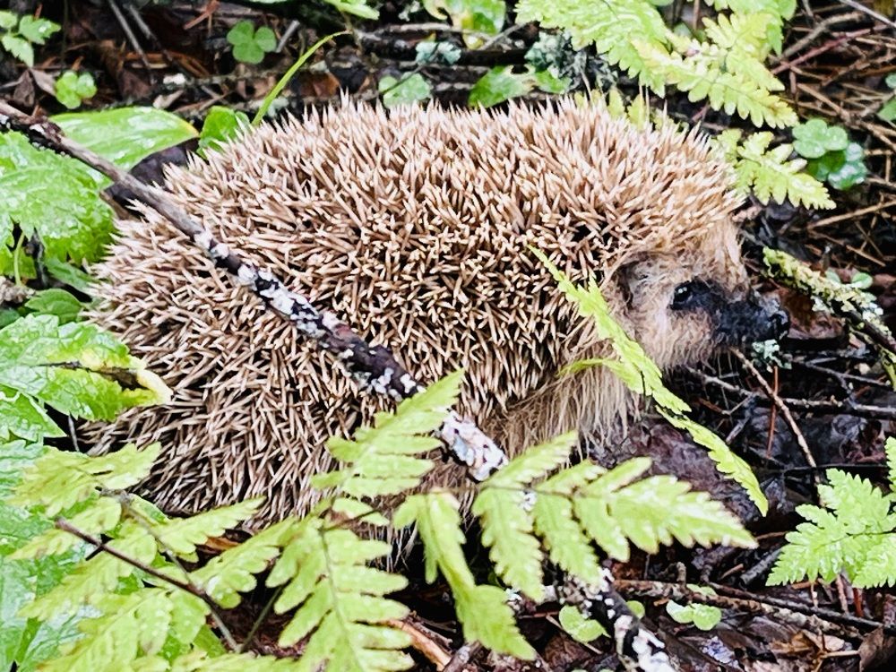 Photograph by Ирина Селиверстова