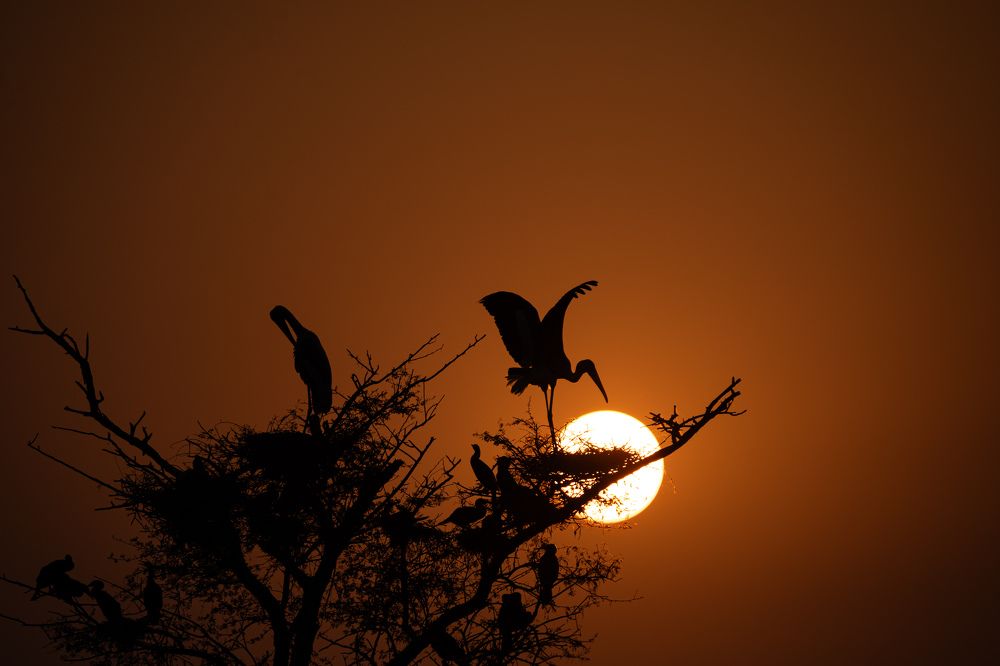 Sunset and Stork