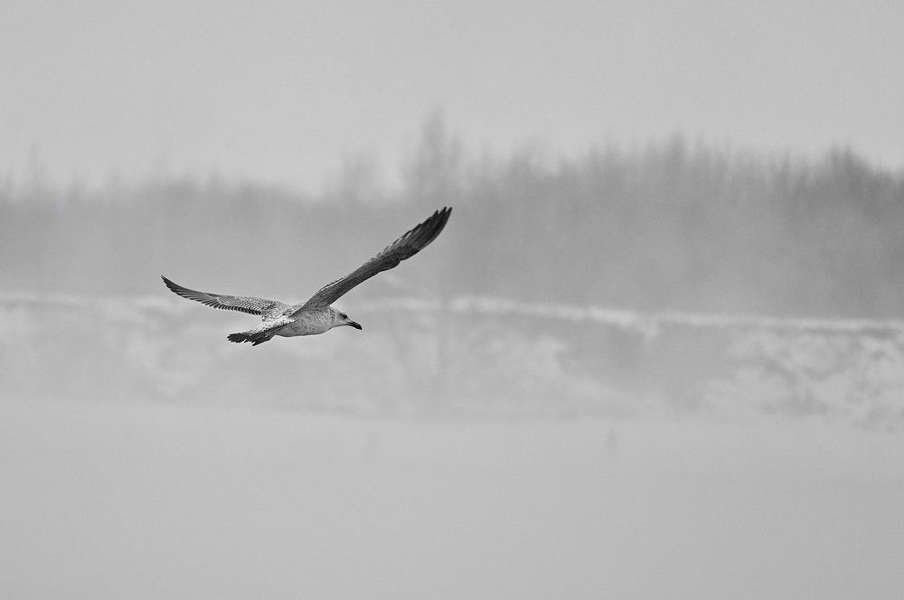 Фотография автора IRINA FILIPPOVA