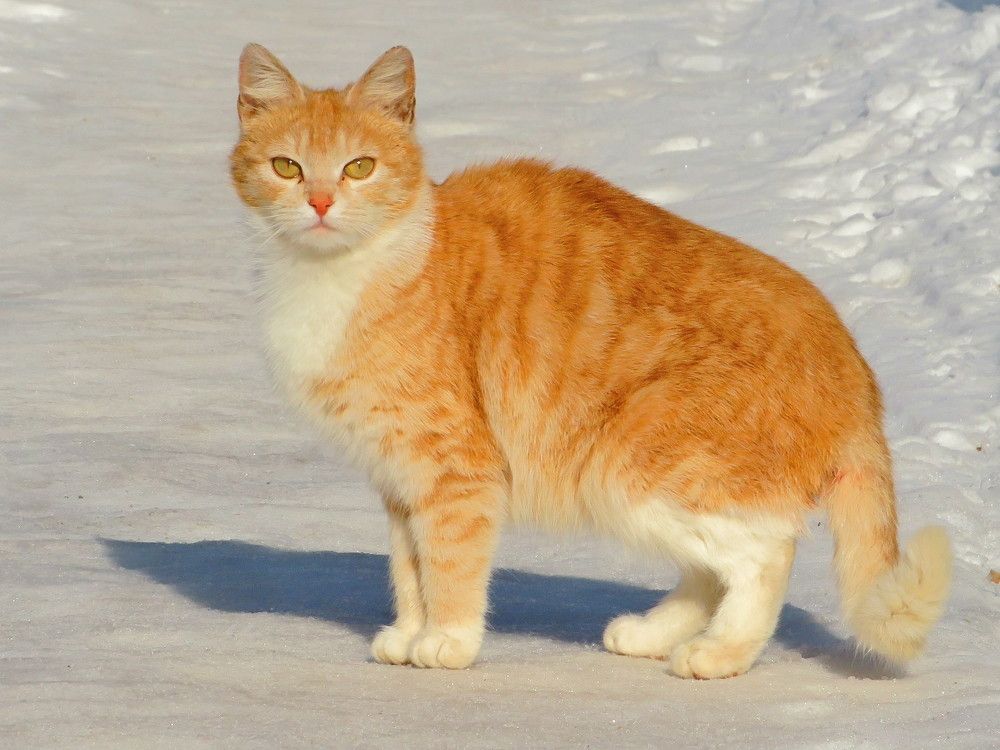 На ледяной дорожке