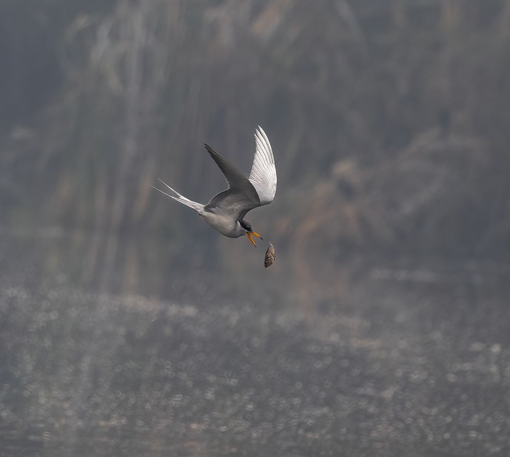 A Escape To Be Or Not To Be