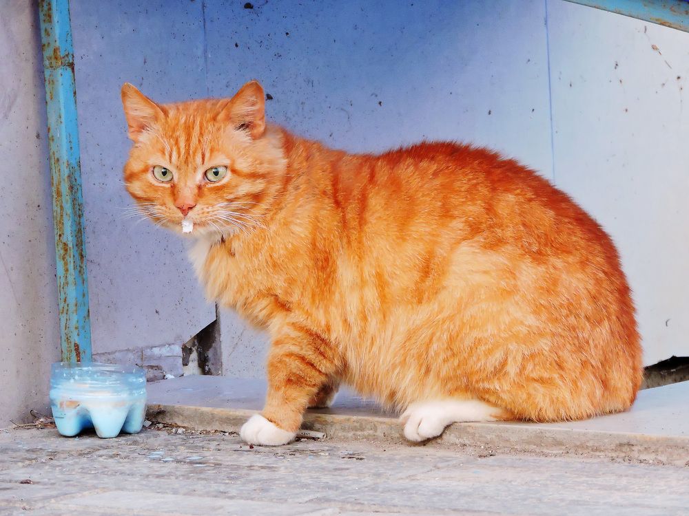 Рыжий и сметана / Ginger and sour cream