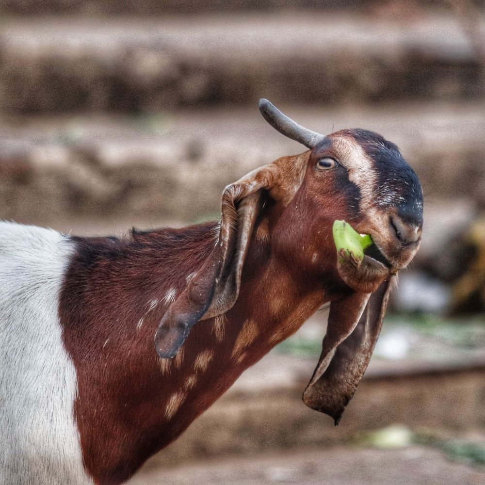 Фотография автора Washiful Majid